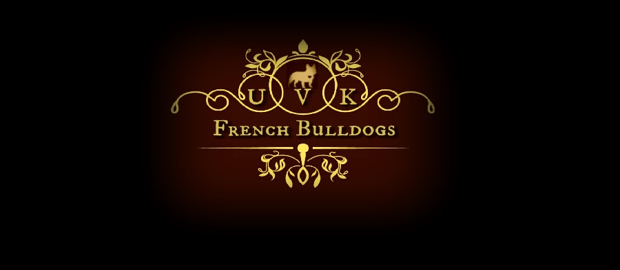 Oregon French Bulldog Breeder ~ Oregon French Bulldog Puppies for Sale