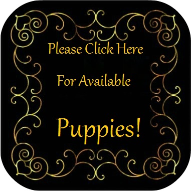Please click here to go to our Oregon French Bulldog Puppies for Sale!