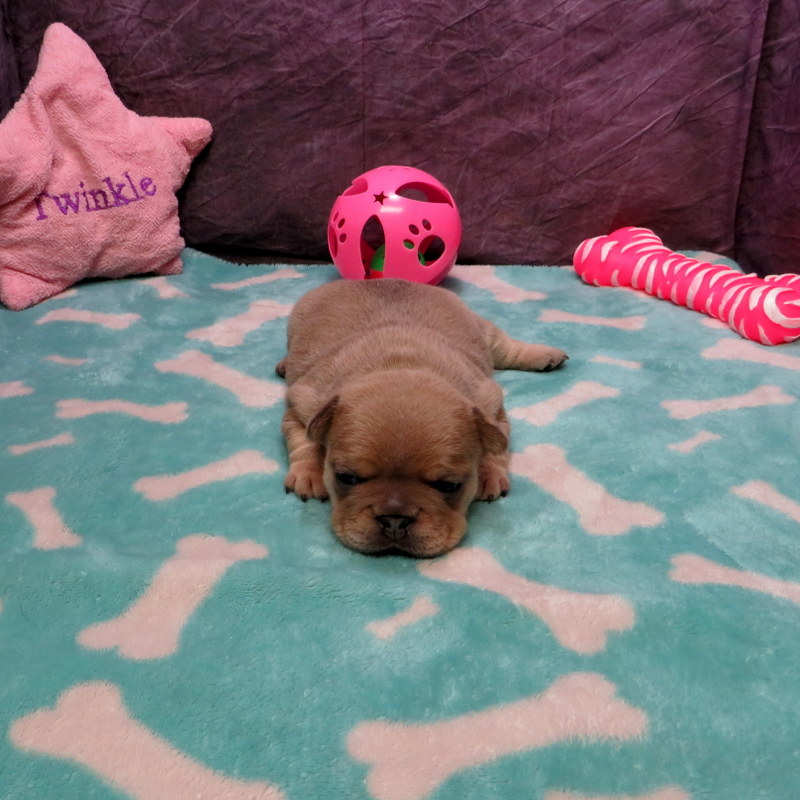 Female French Bulldog