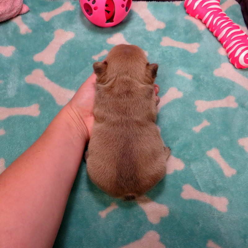 Female French Bulldog