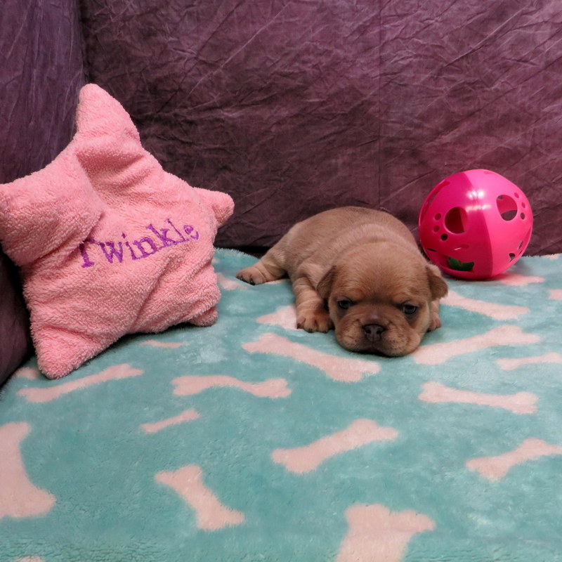 Female French Bulldog