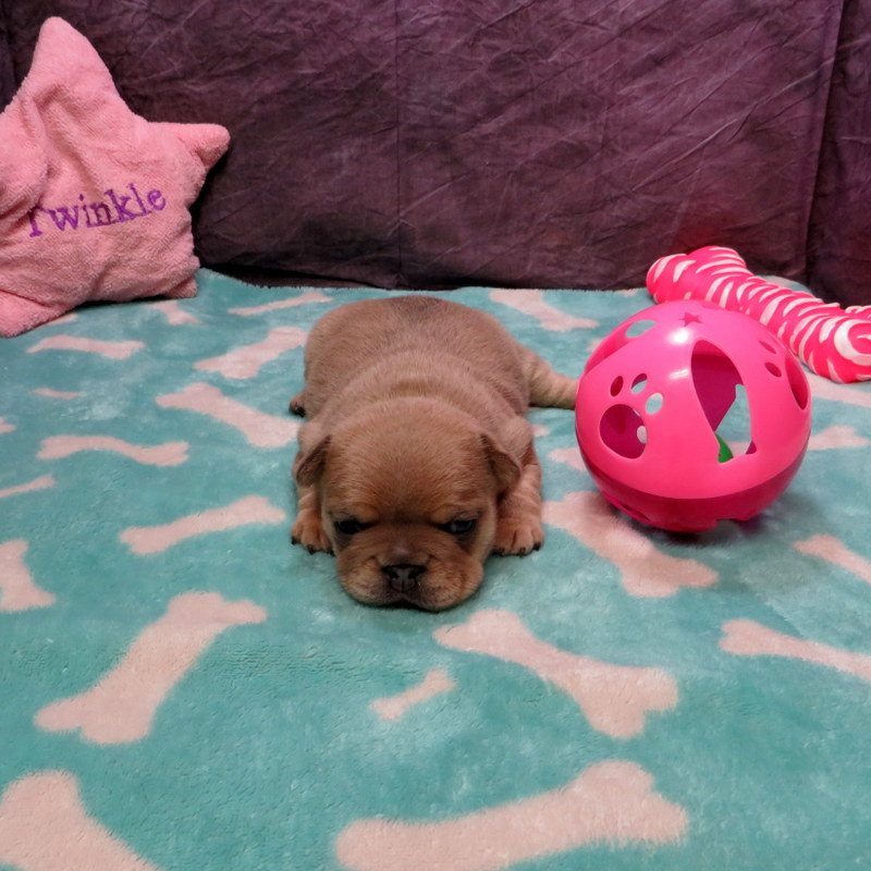 Female French Bulldog
