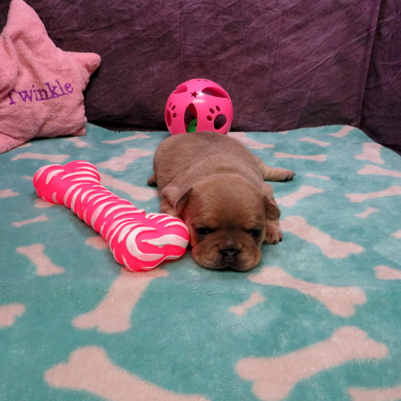 Female French Bulldog