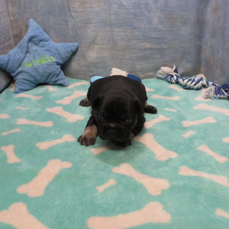 Male French Bulldog