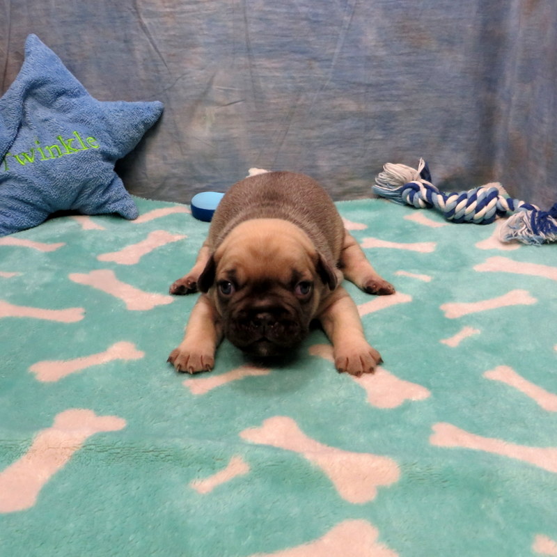 Male French Bulldog