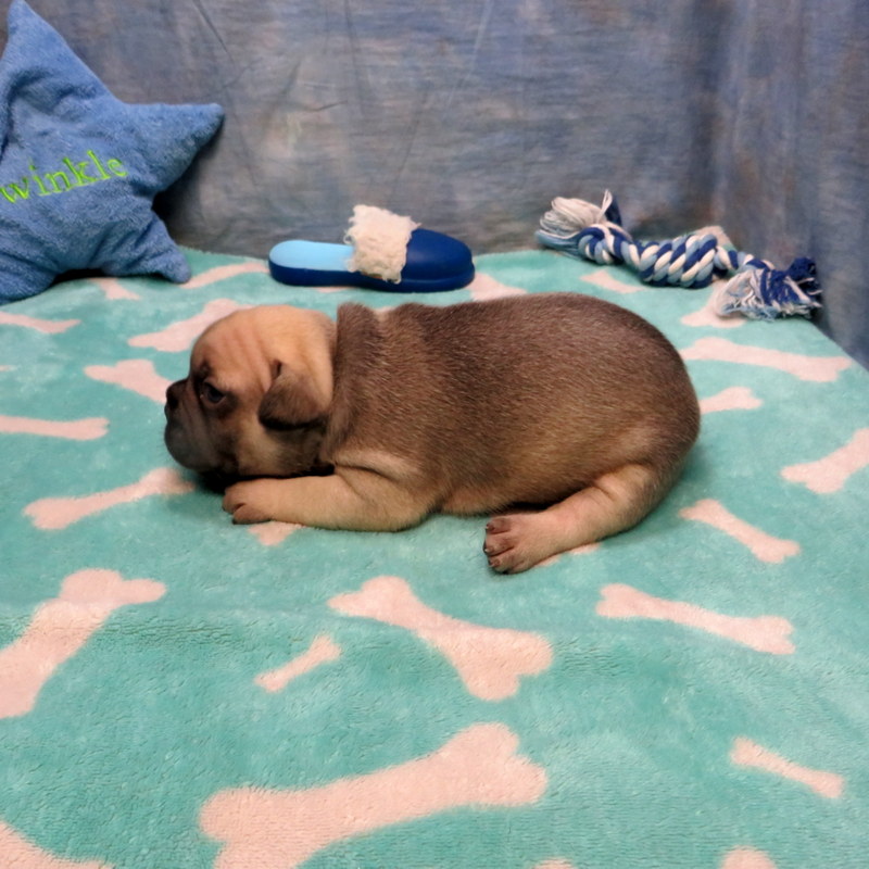 Male French Bulldog