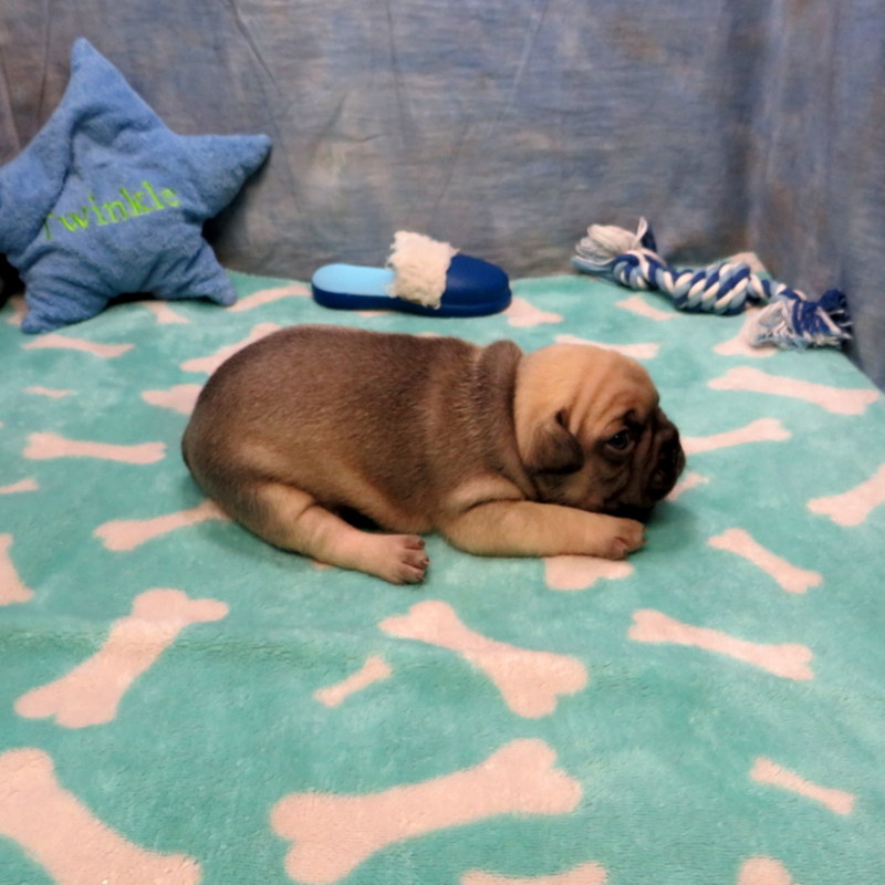 Male French Bulldog