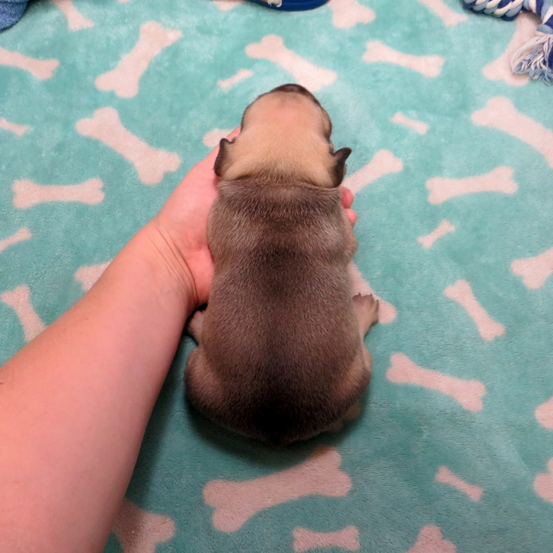 Male French Bulldog