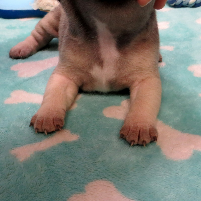 Male French Bulldog
