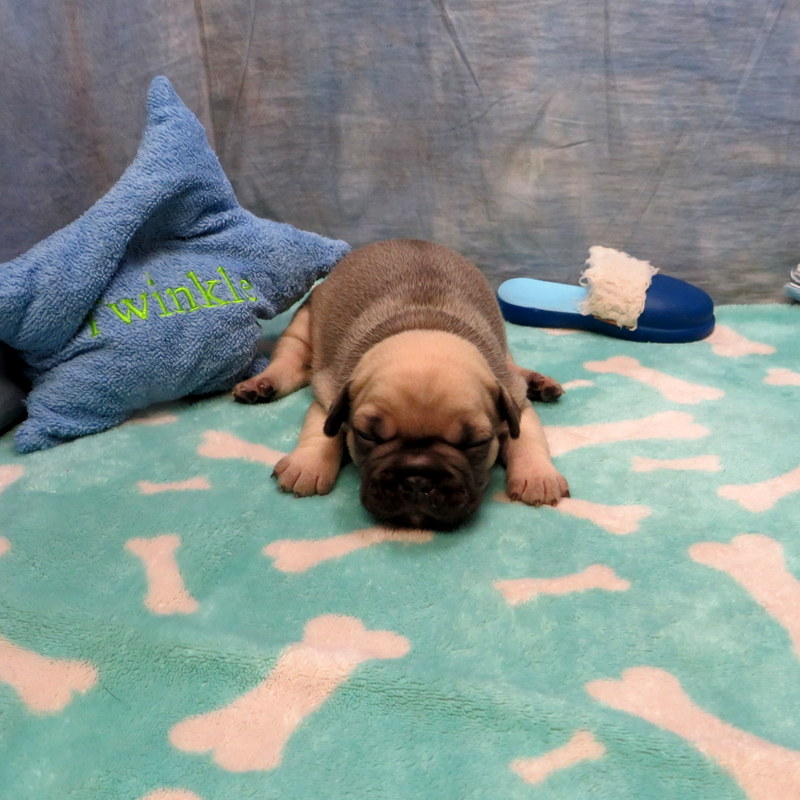 Male French Bulldog