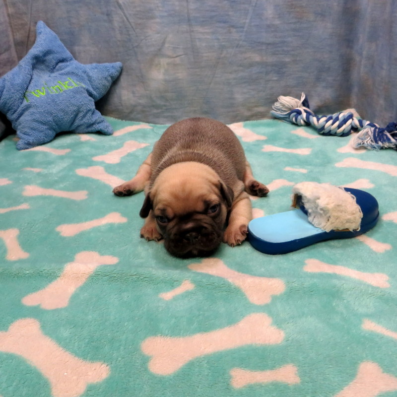 Male French Bulldog