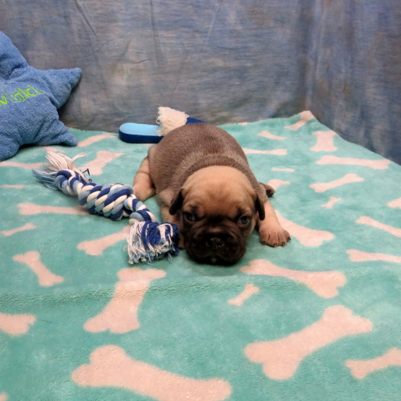 Male French Bulldog