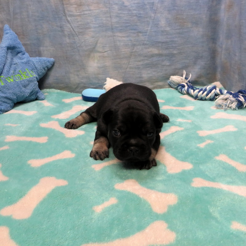 Male French Bulldog