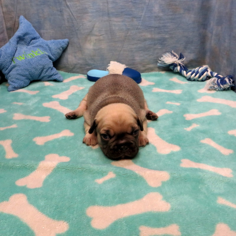 Male French Bulldog