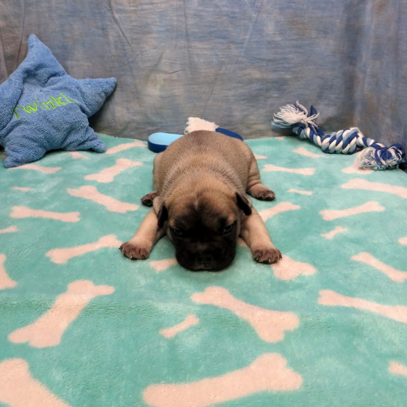 Male French Bulldog