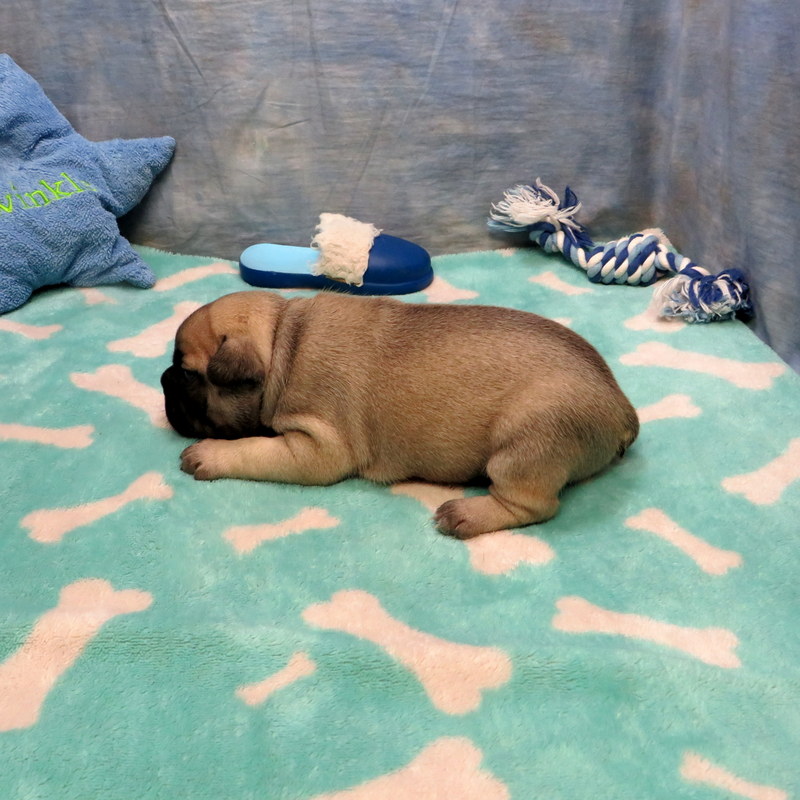 Male French Bulldog