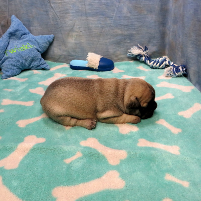 Male French Bulldog