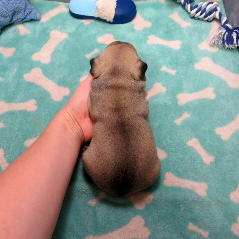 Male French Bulldog