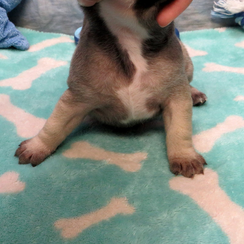 Male French Bulldog