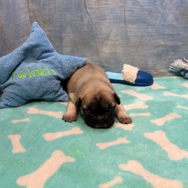 Male French Bulldog