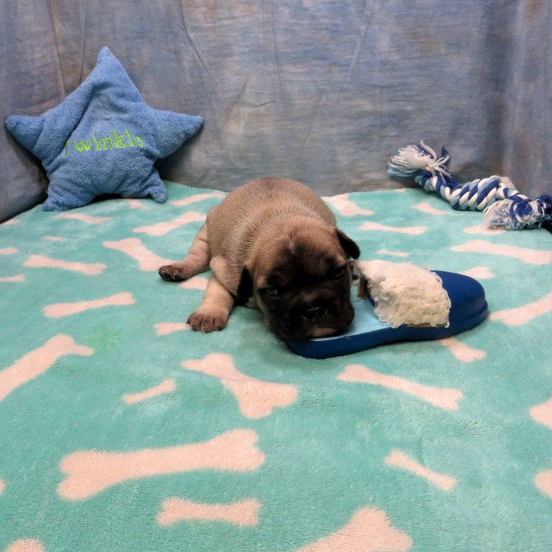 Male French Bulldog