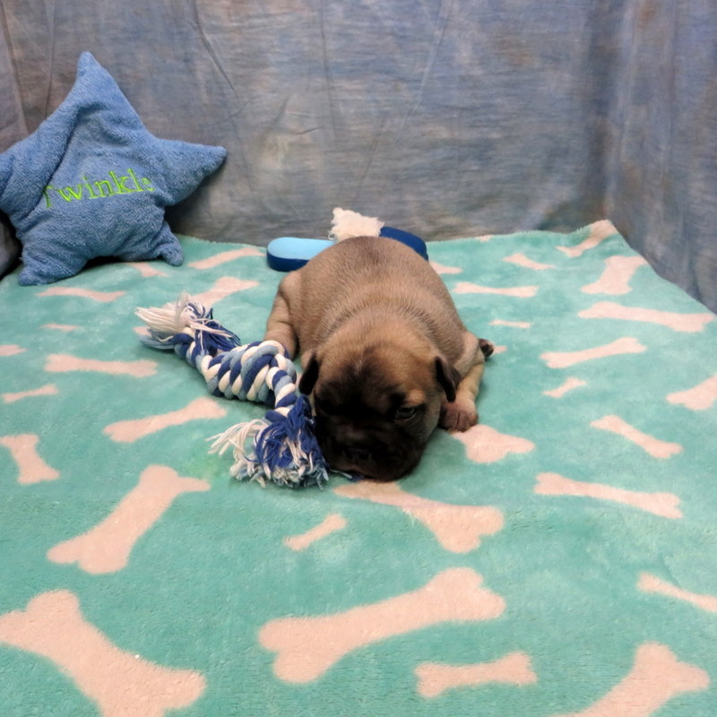 Male French Bulldog