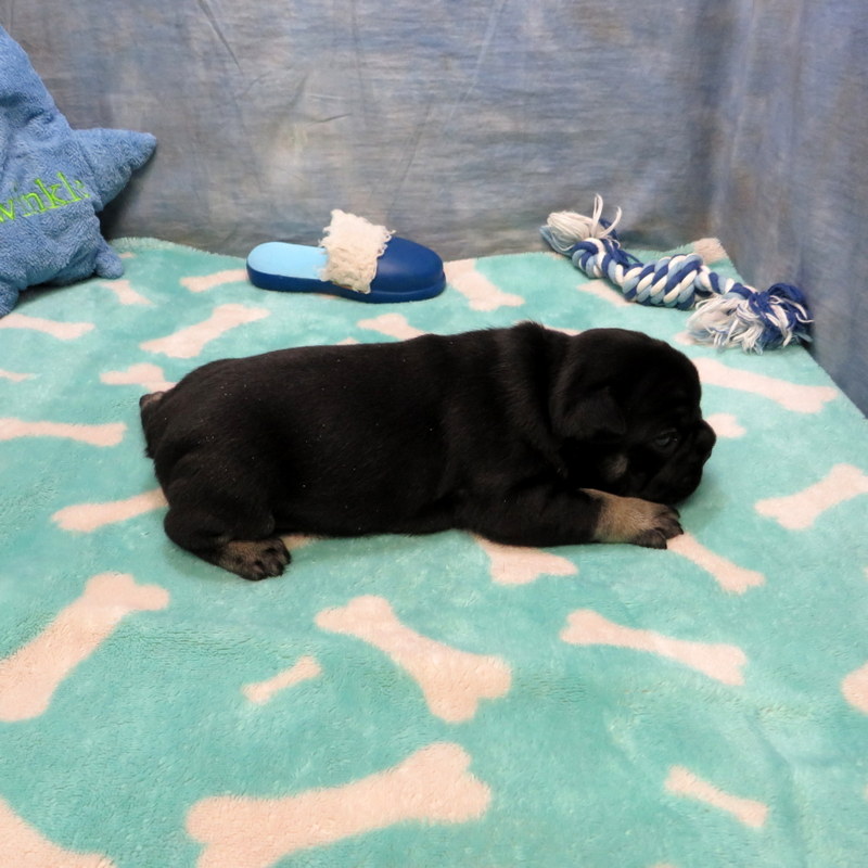Male French Bulldog