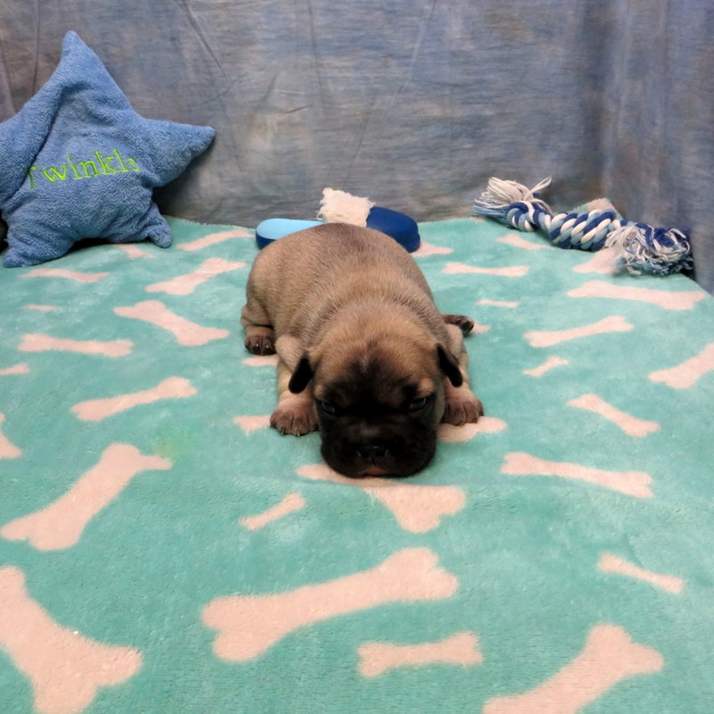 Male French Bulldog