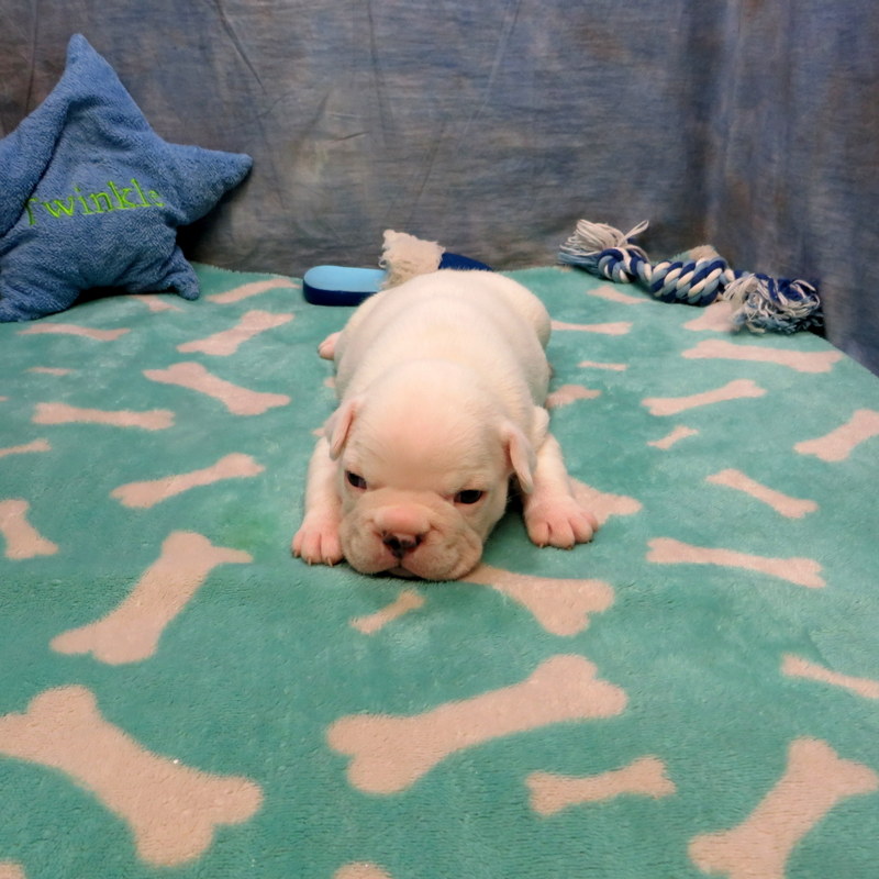 Male French Bulldog