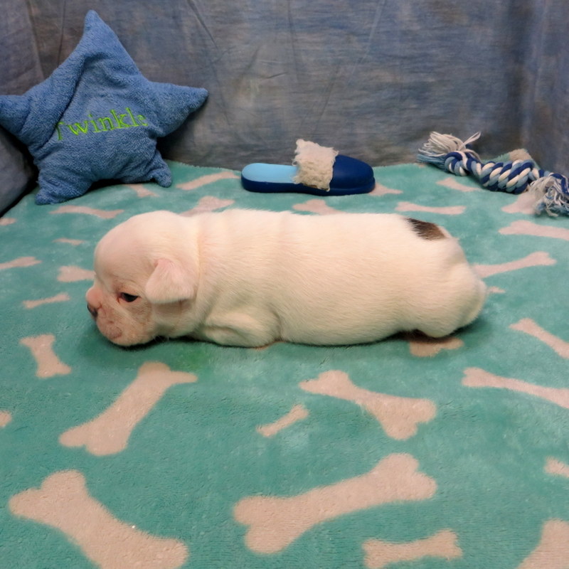 Male French Bulldog