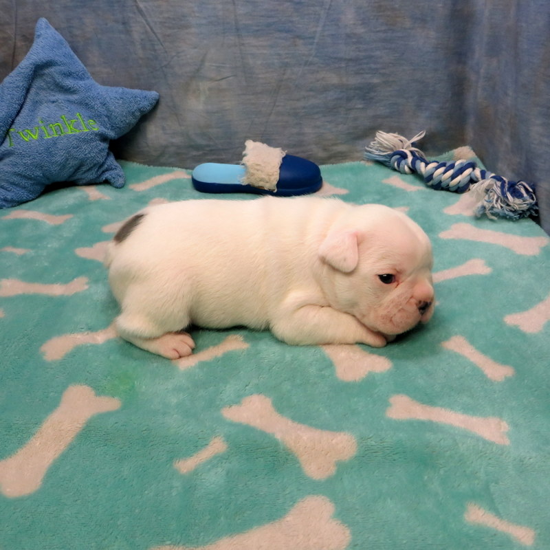 Male French Bulldog