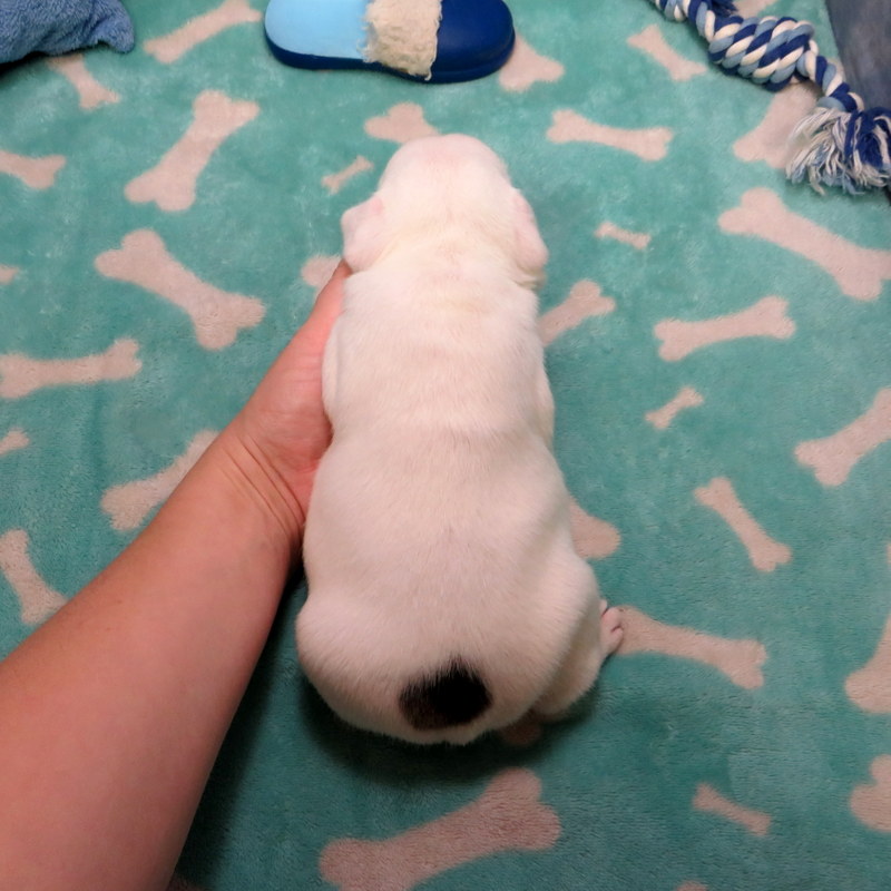Male French Bulldog