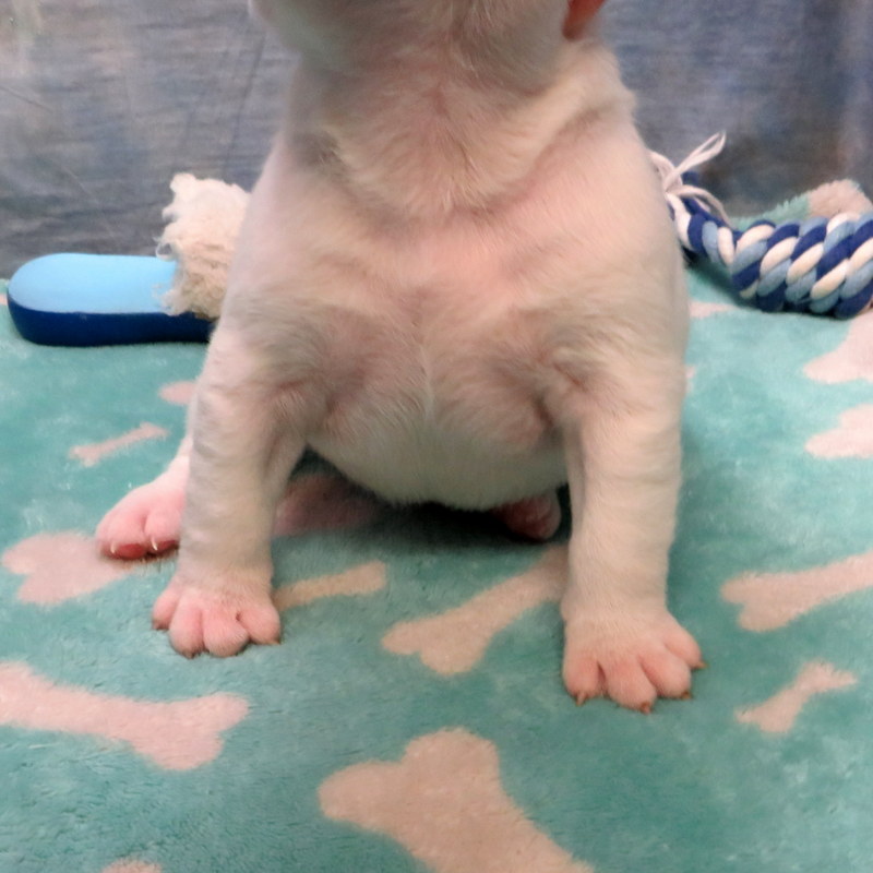 Male French Bulldog