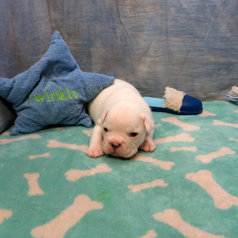 Male French Bulldog