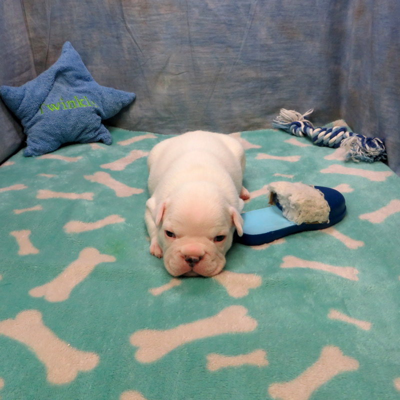 Male French Bulldog