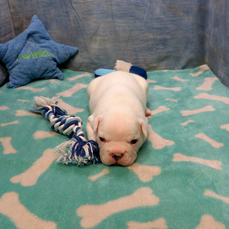 Male French Bulldog