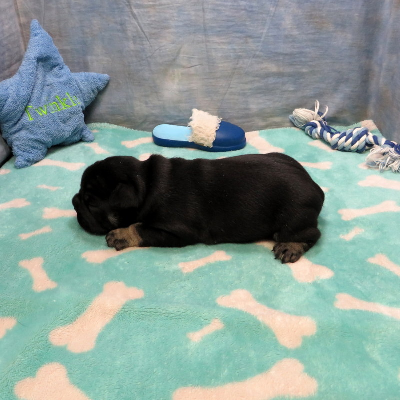 Male French Bulldog