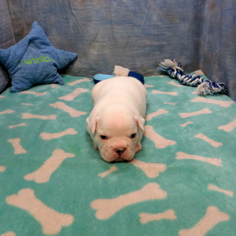 Male French Bulldog