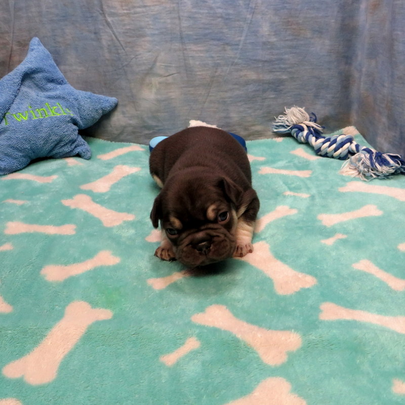 Male French Bulldog