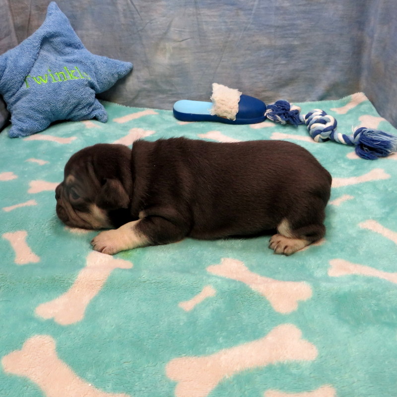 Male French Bulldog