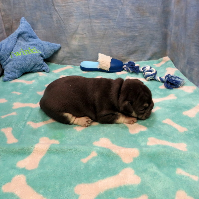 Male French Bulldog