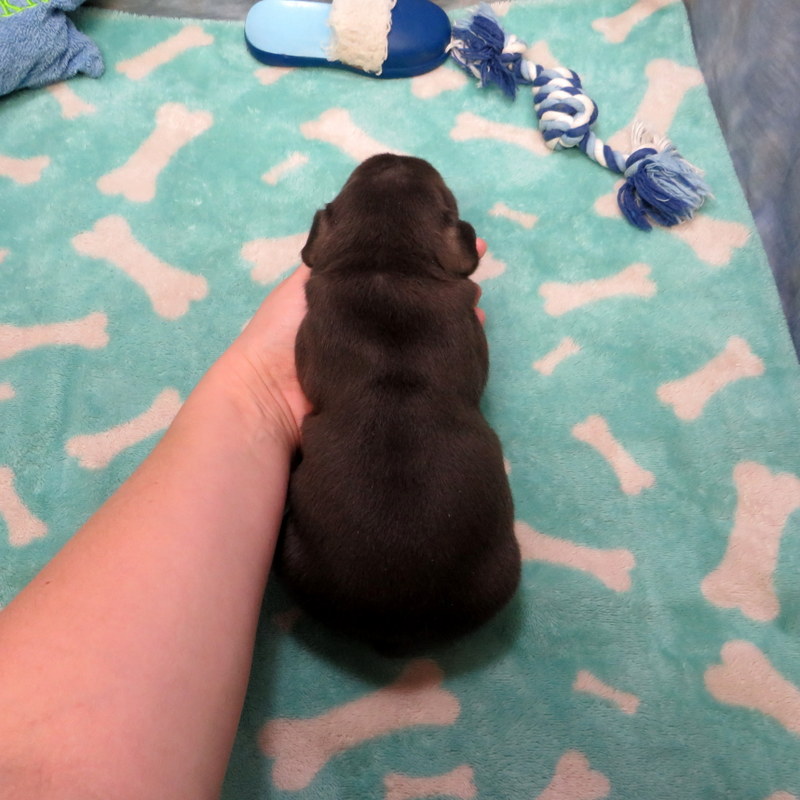 Male French Bulldog