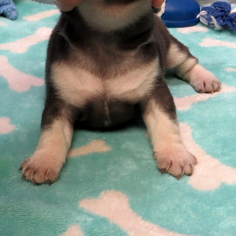 Male French Bulldog
