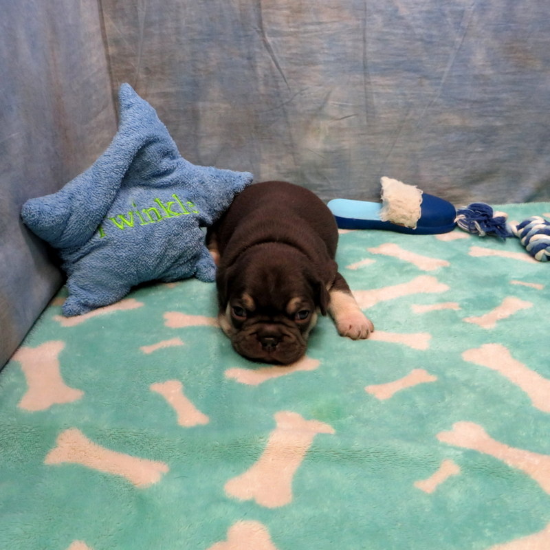 Male French Bulldog