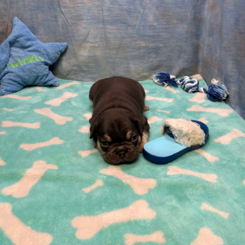 Male French Bulldog