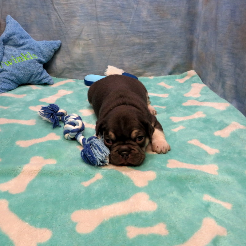 Male French Bulldog