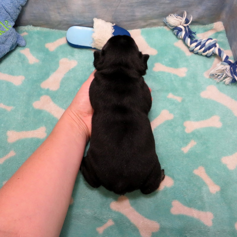 Male French Bulldog