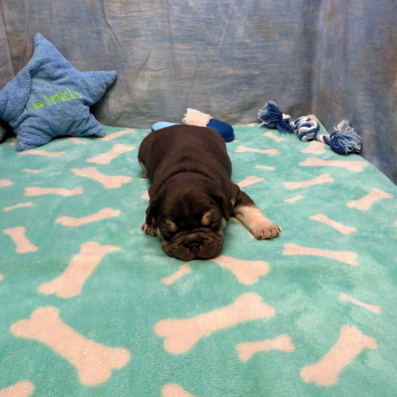 Male French Bulldog