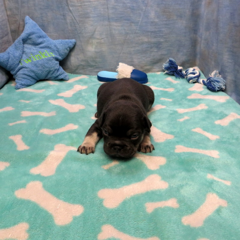Male French Bulldog