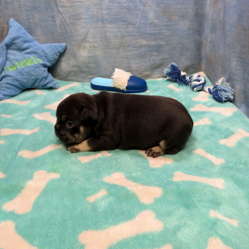Male French Bulldog